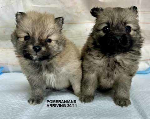 mount lawley pets and puppies