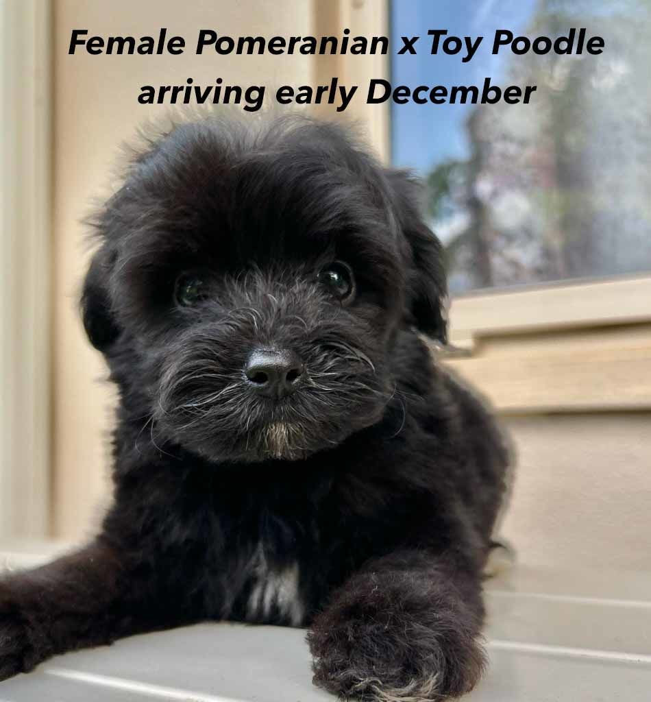 mount lawley pets and puppies