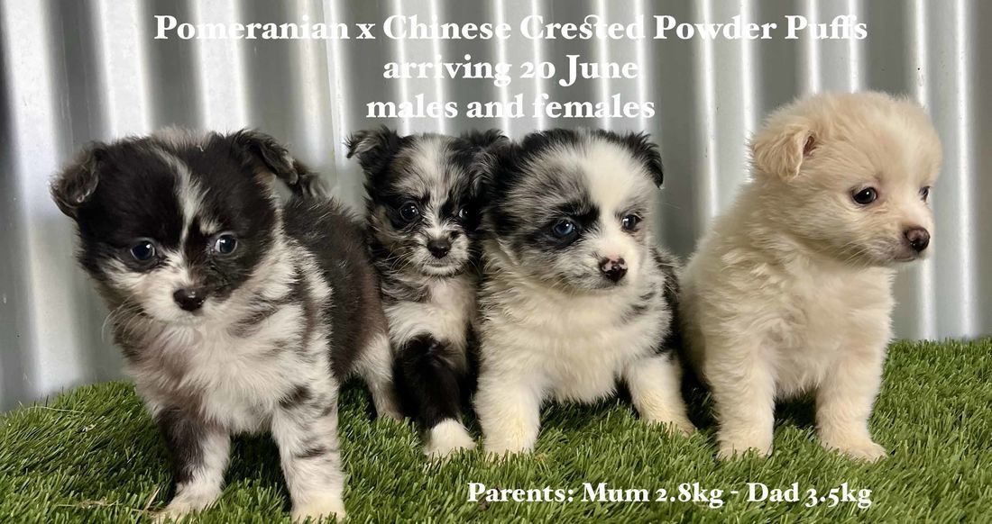 mount lawley pets