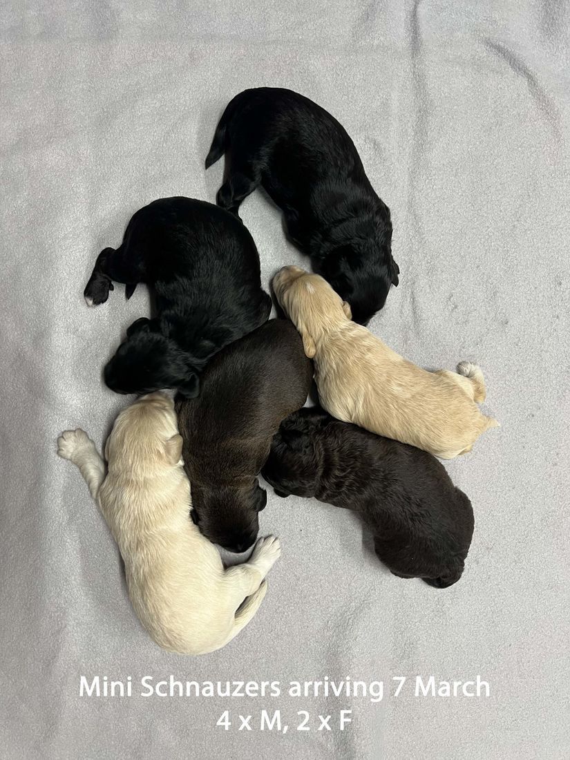 mount lawley pets and puppies