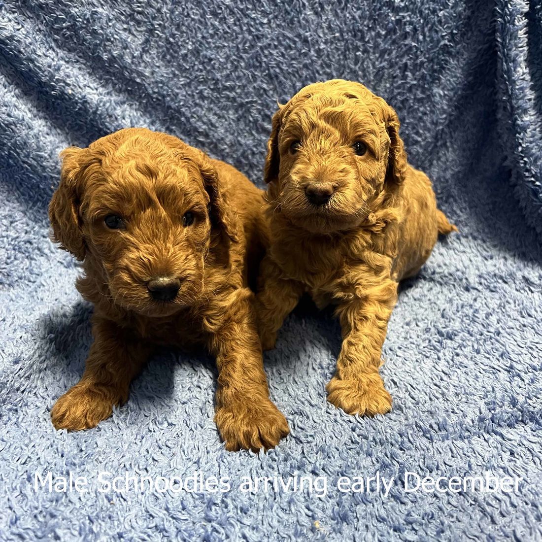 mount lawley pets and puppies