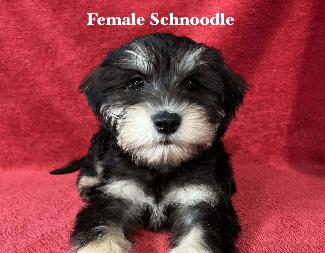 mount lawley pets and puppies
