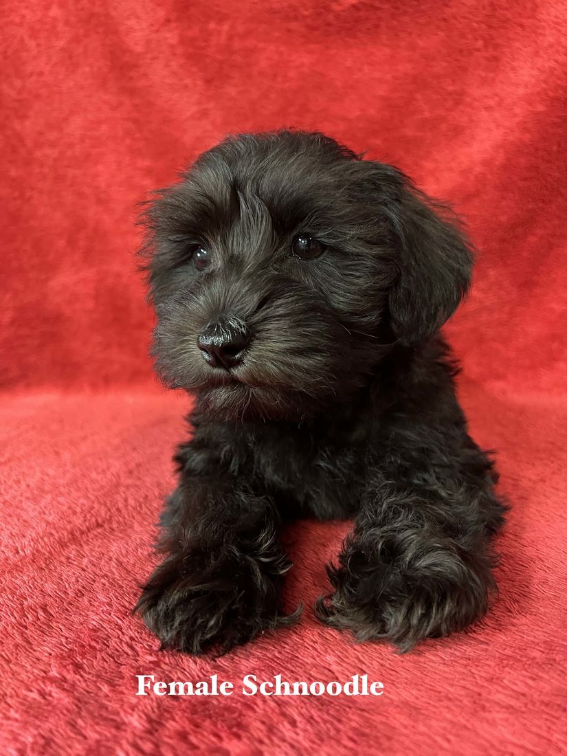mount lawley pets and puppies