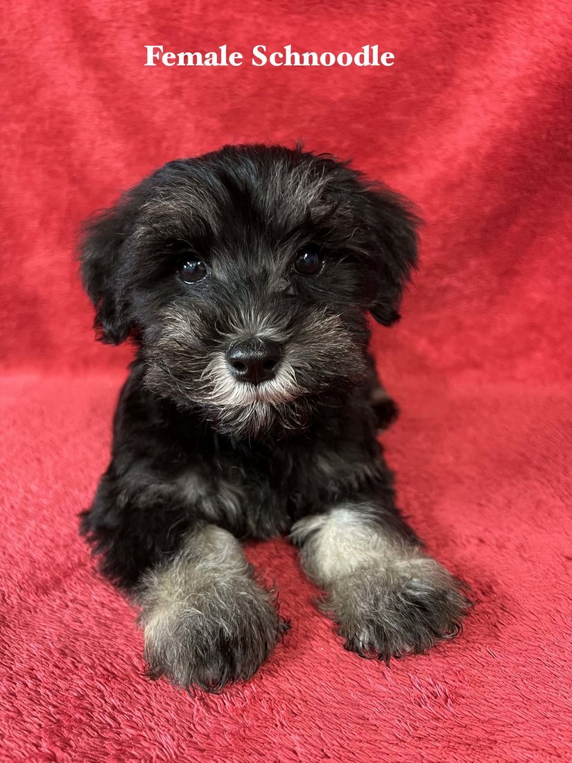 mount lawley pets and puppies