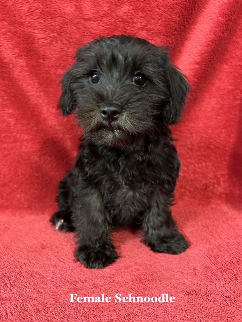 mount lawley pets and puppies