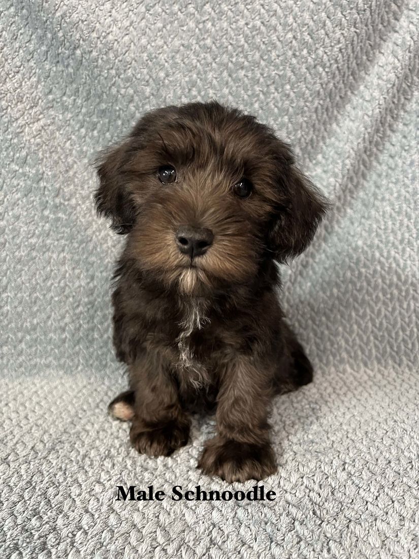 mount lawley pets and puppies