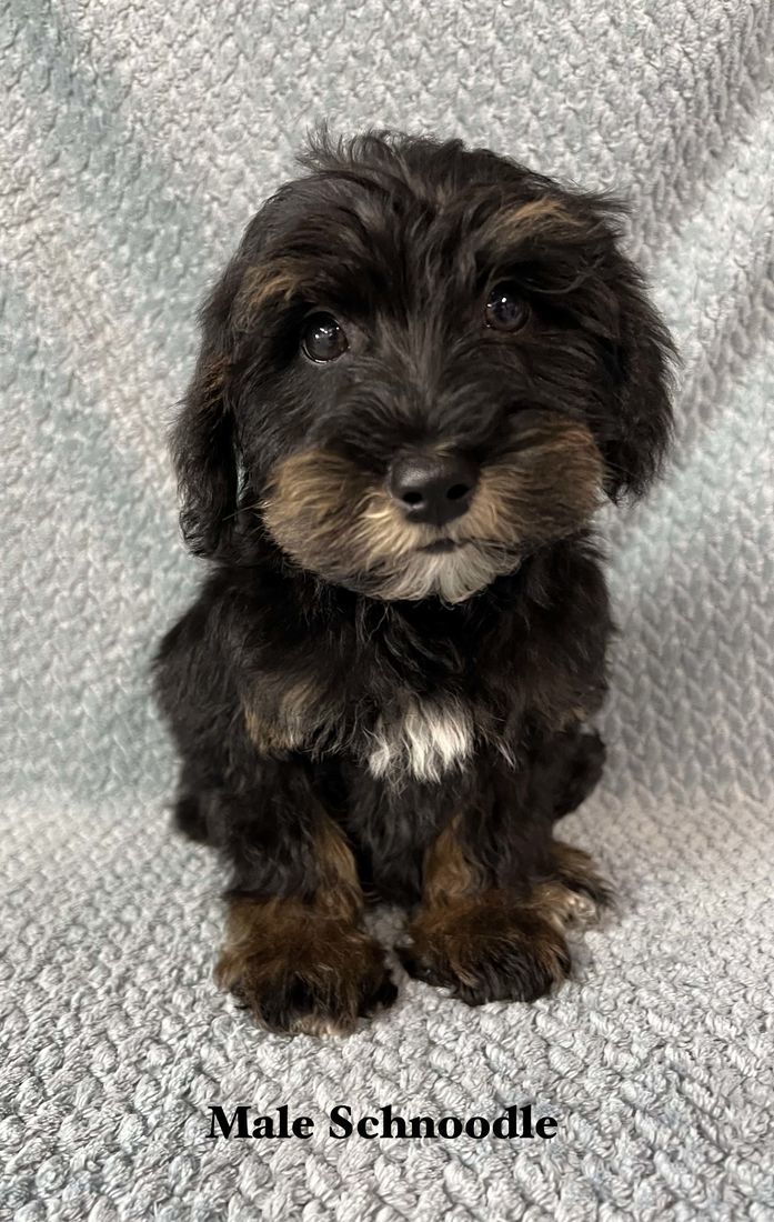 mount lawley pets and puppies