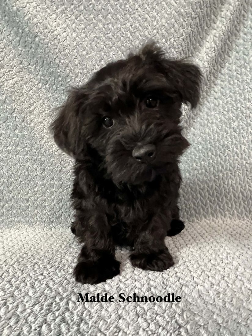 mount lawley pets and puppies