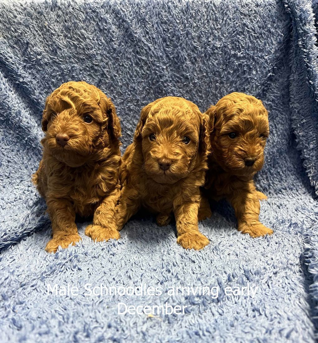 mount lawley pets and puppies