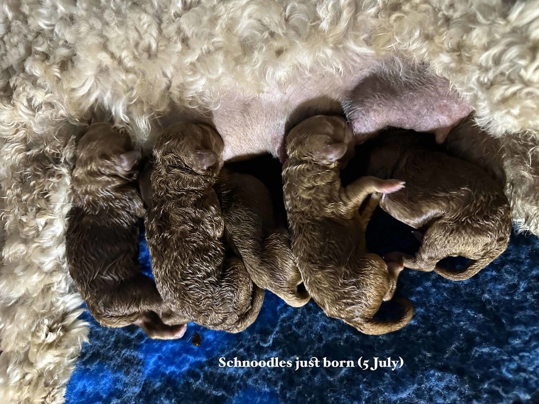 mount lawley pets and puppies