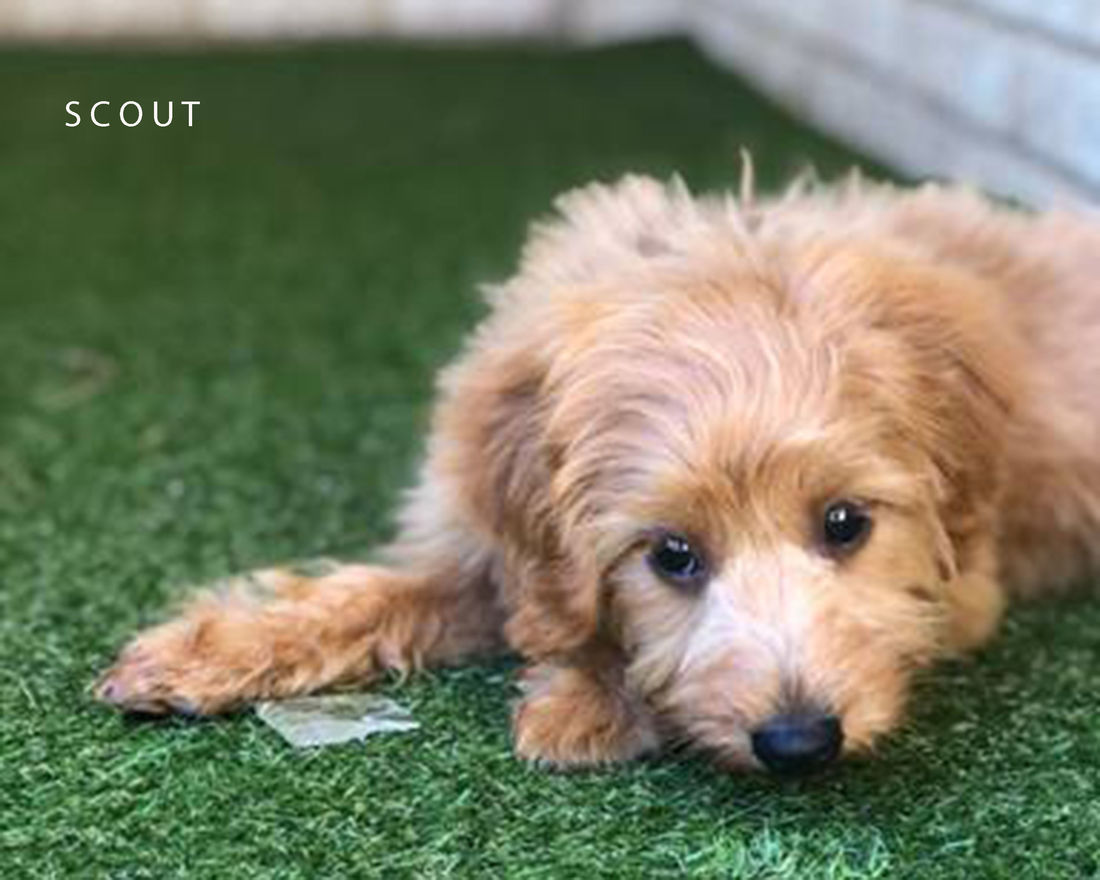 Pets and Puppies for Sale Mount Lawley Pets and Puppies