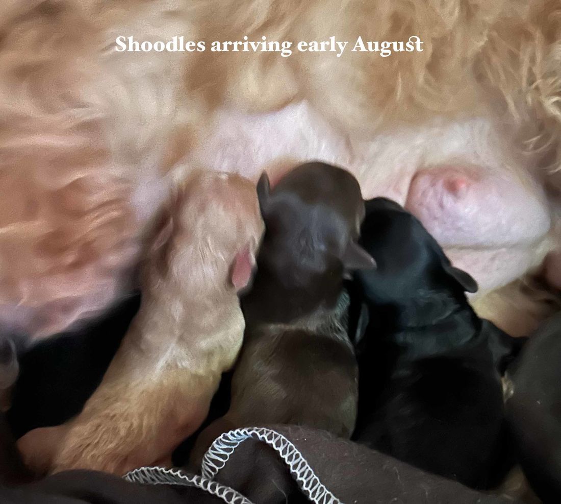 mount lawley pets