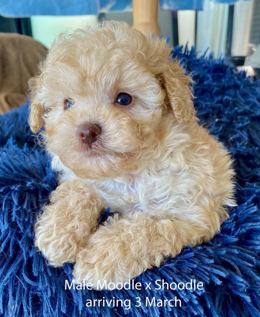 mount lawley pets and puppies