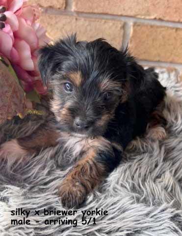 mount lawley pets and puppies