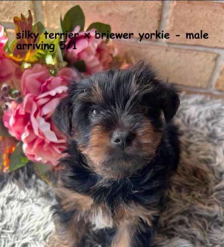 mount lawley pets and puppies