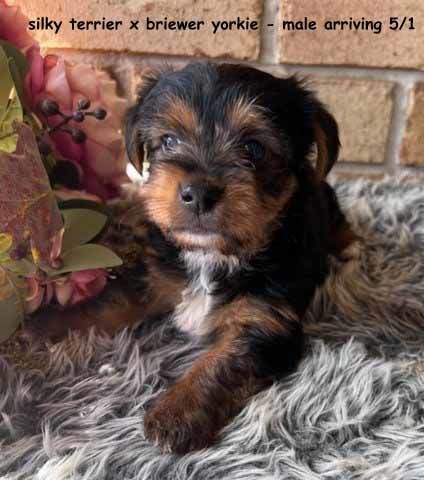 mount lawley pets and puppies