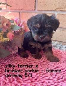 mount lawley pets and puppies