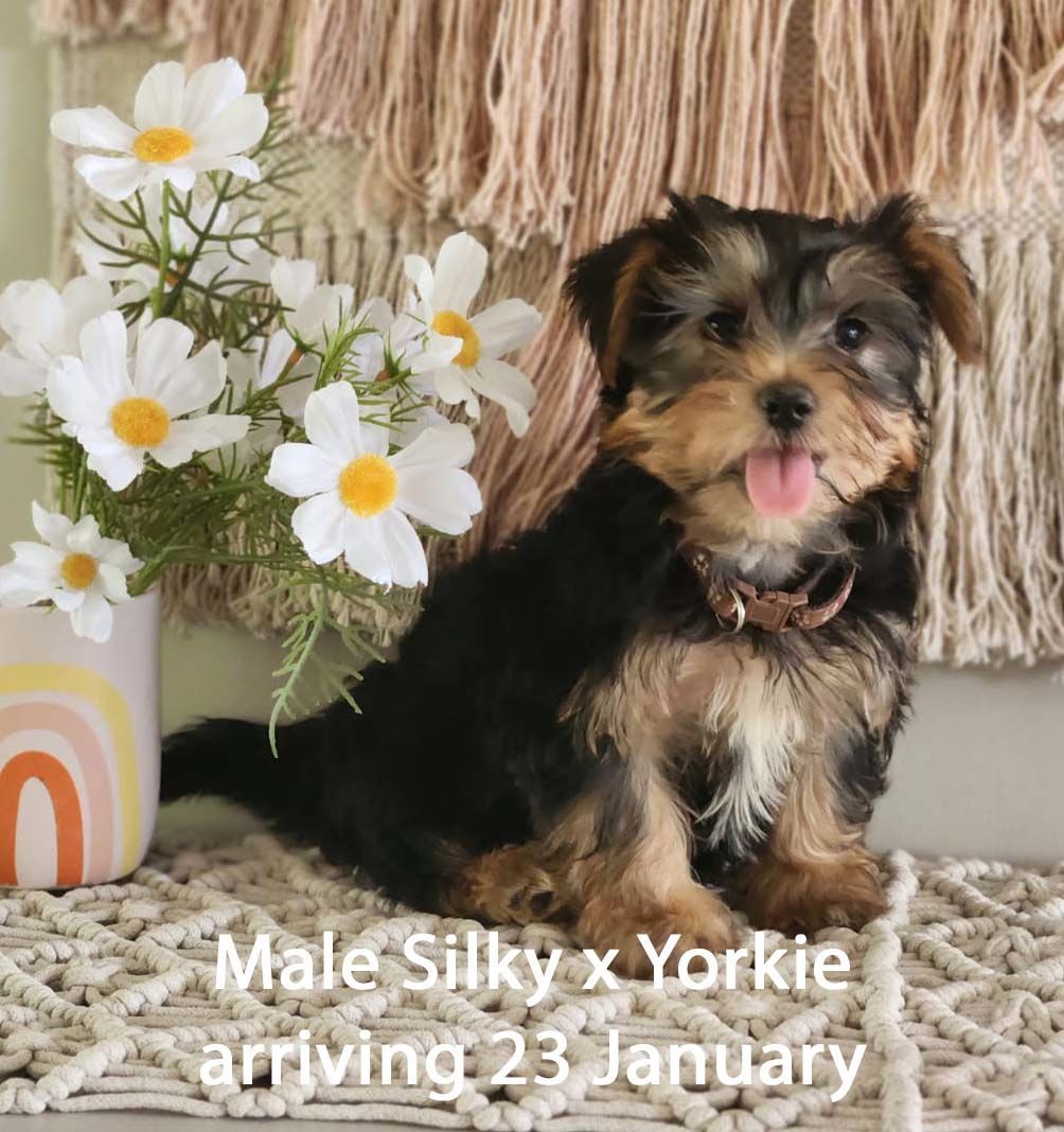 mount lawley pets and puppies