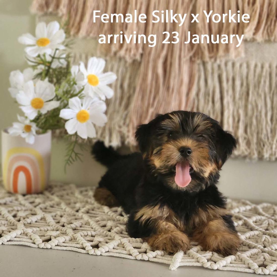 mount lawley pets and puppies