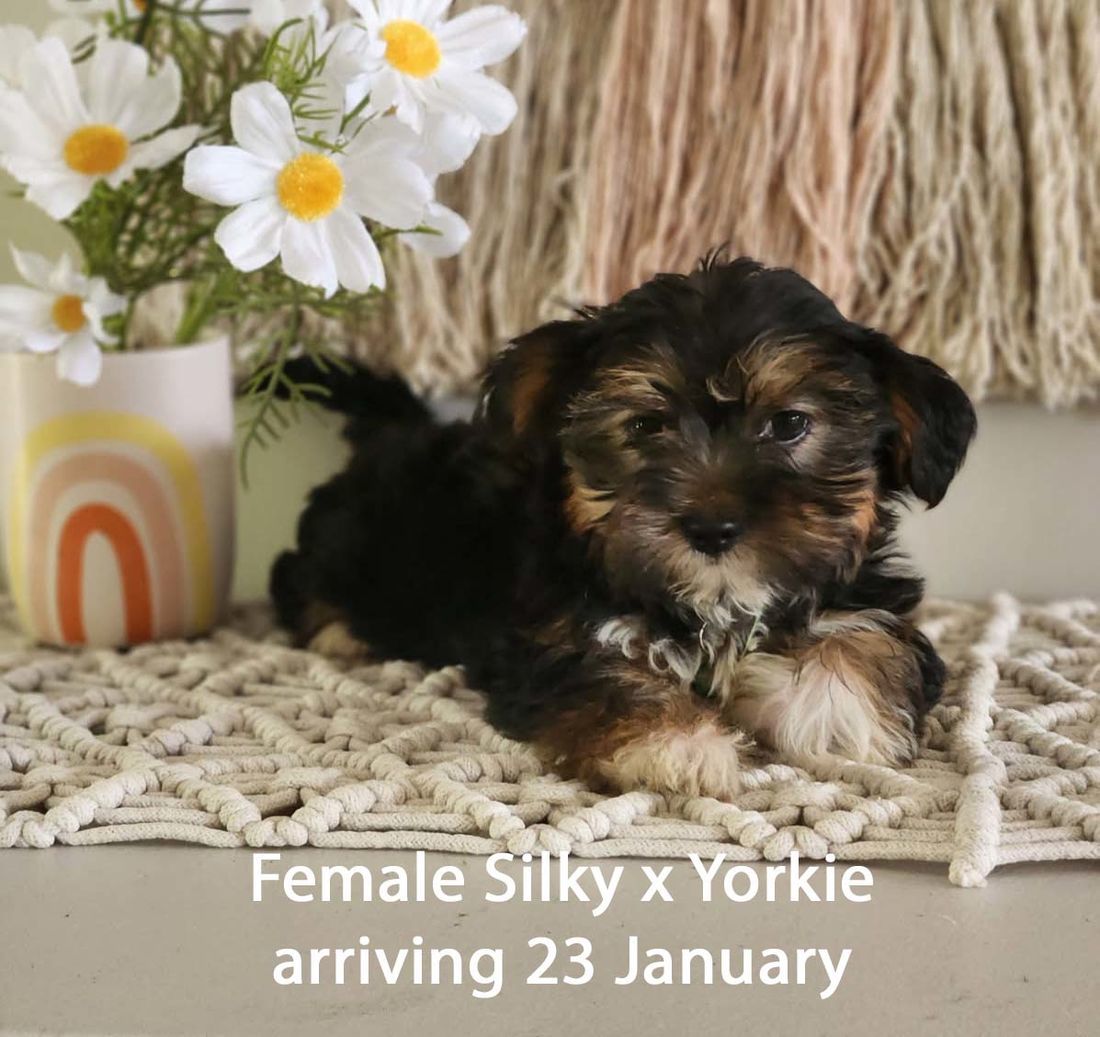 mount lawley pets and puppies