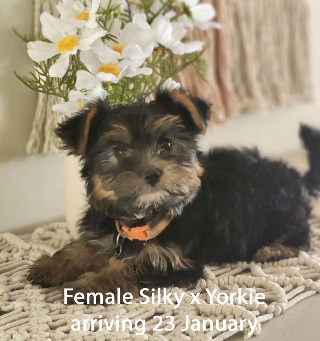 mount lawley pets and puppies