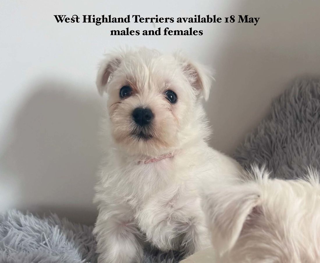 mount lawley pets and puppies