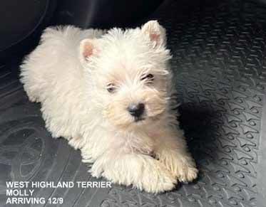 mount lawley pets