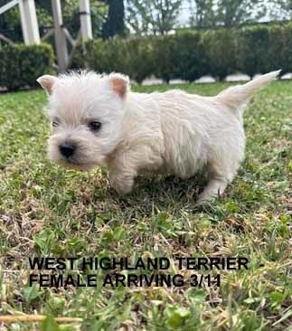 mount lawley pets and puppies