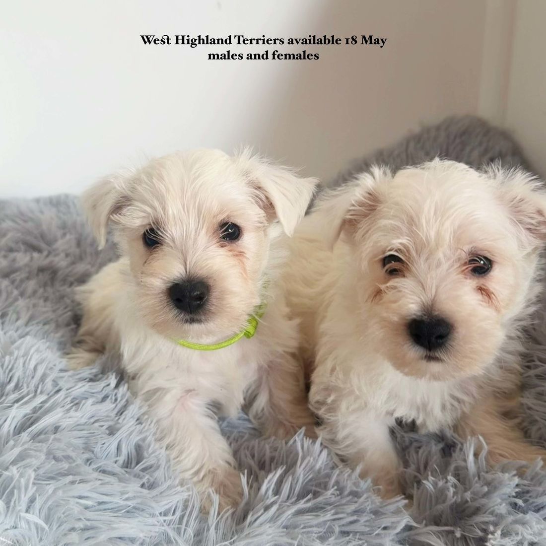 mount lawley pets and puppies