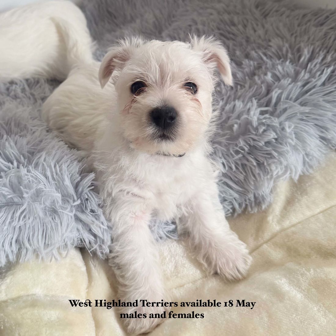mount lawley pets and puppies