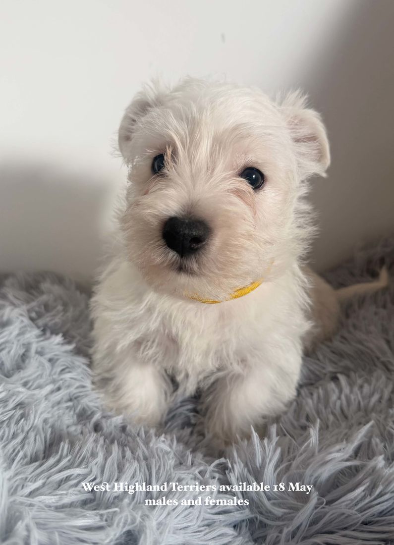 mount lawley pets and puppies