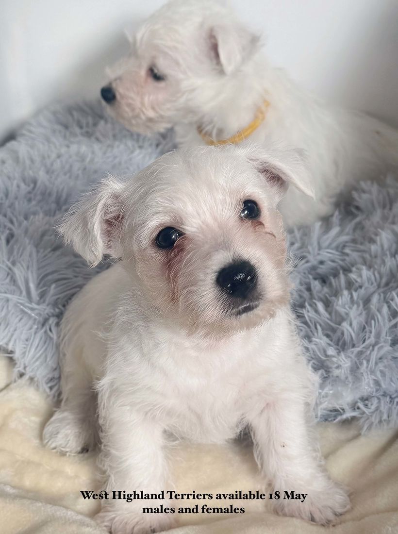 mount lawley pets and puppies