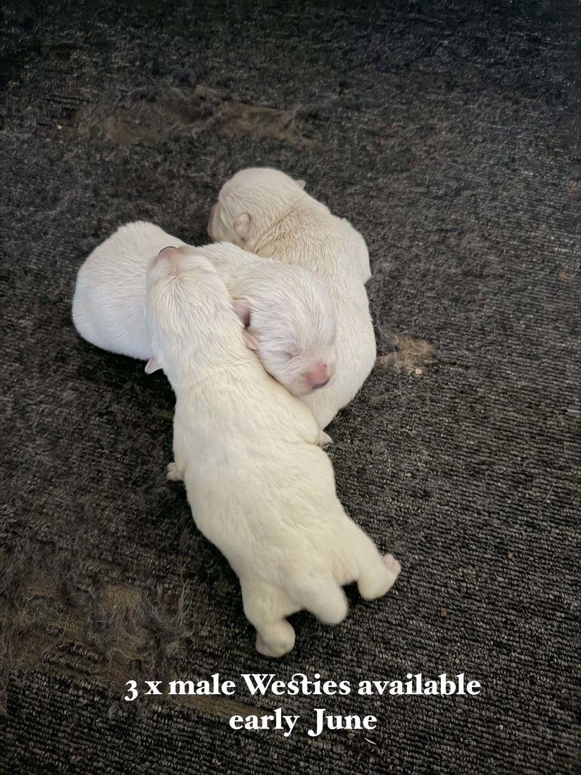 mount lawley pets and puppies