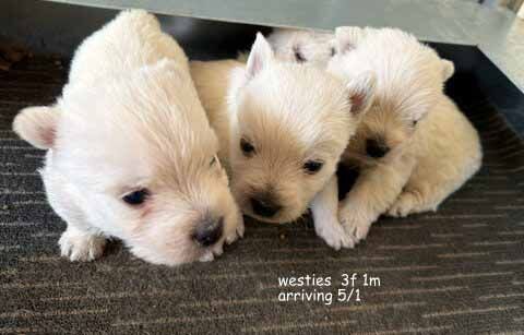 mount lawley pets and puppies