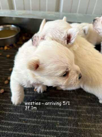 mount lawley pets and puppies