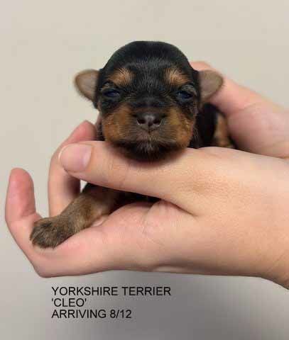 mount lawley pets and puppies