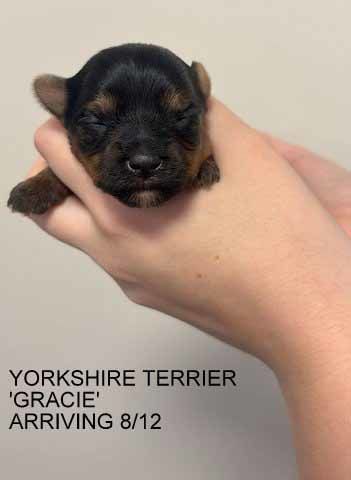 mount lawley pets and puppies