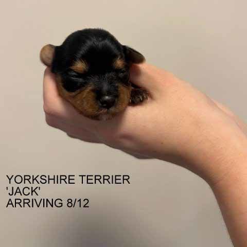 mount lawley pets and puppies