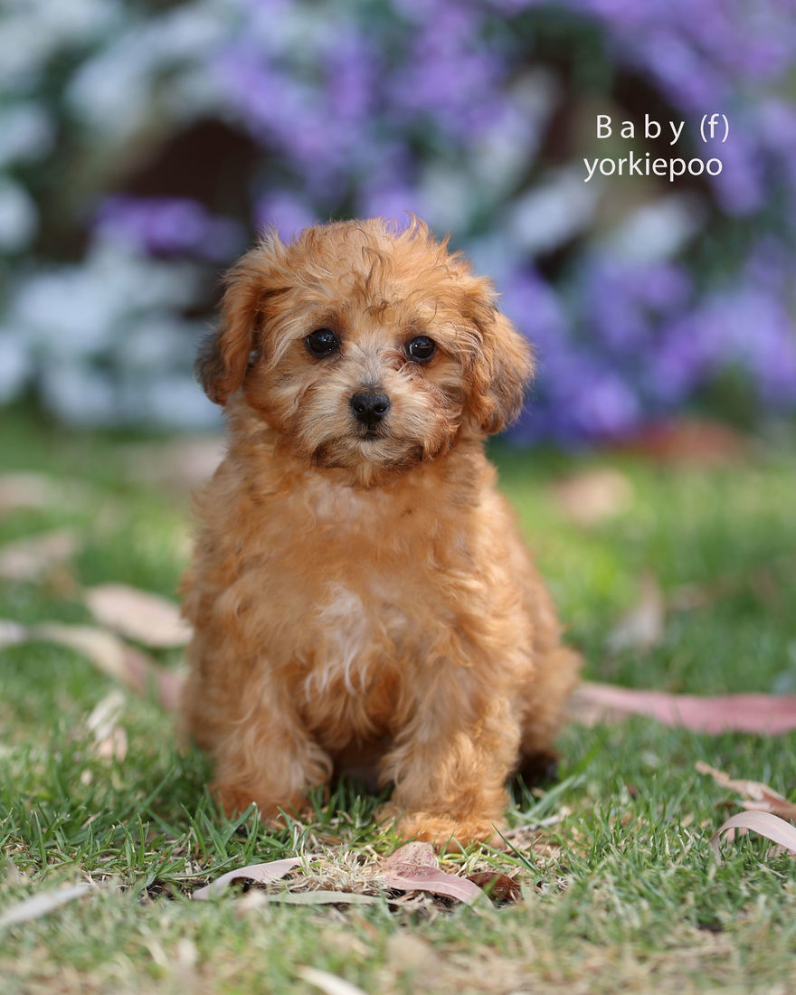Mount Lawley Pets and Puppies