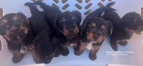 mount lawley pets and puppies