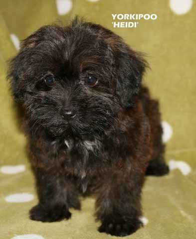 mount lawley pets and puppies