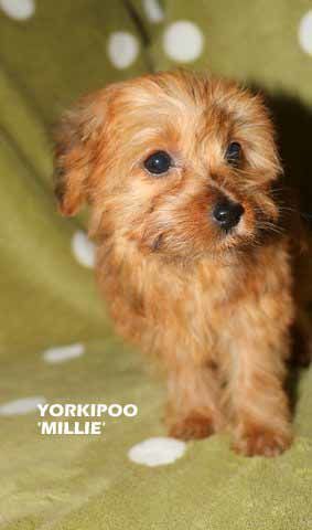 mount lawley pets and puppies