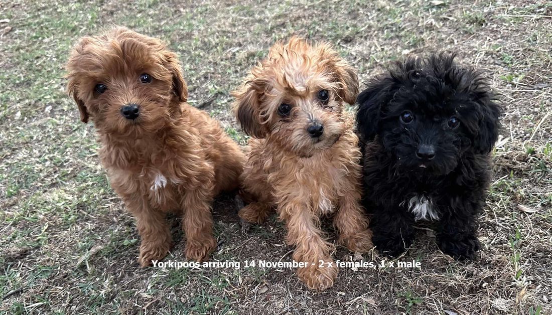 mount lawley pets and puppies