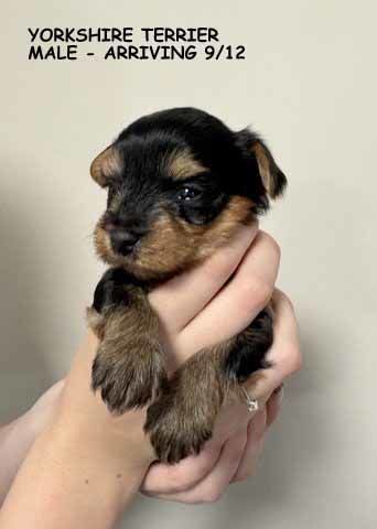 mount lawley pets and puppies