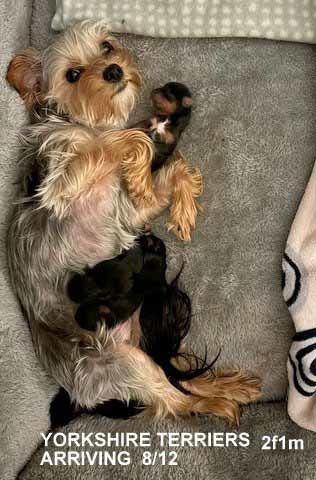 mount lawley pets and puppies