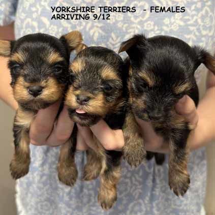 mount lawley pets and puppies